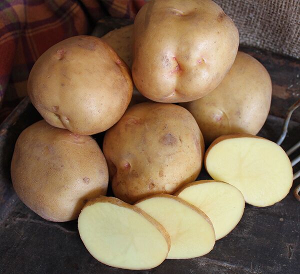 Seed Potatoes