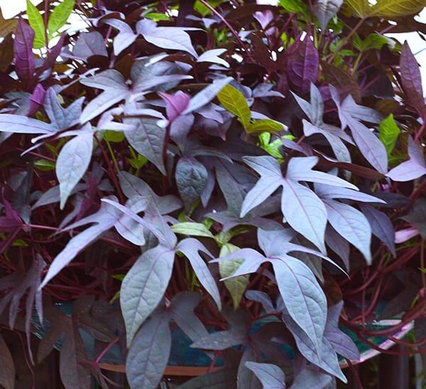 Sweet Potato Vine