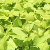Sweet Potato Vine Photo 1