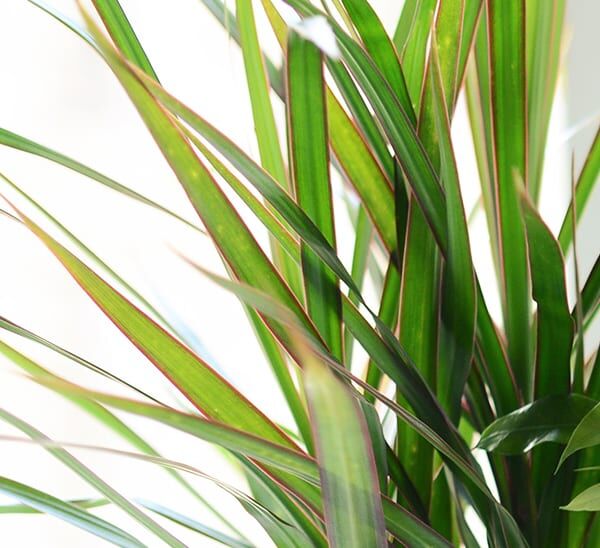 Dracaena Spike Photo 1