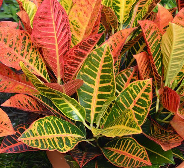Selection of colorful Petra Croton plants in red, orange, yellow, and green