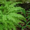 Northern Maidenhair Fern Photo 1