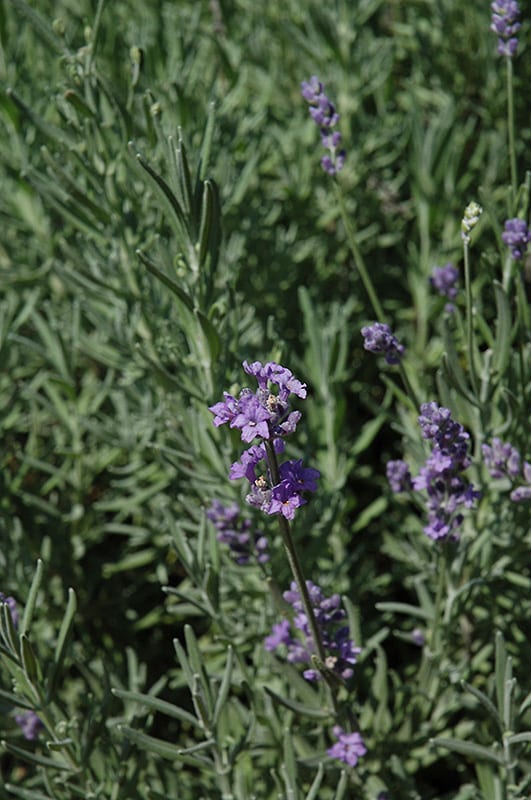 munstead lavender