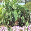Black Stem Elephant Ear Photo 1