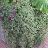 Swedish Ivy Photo 1