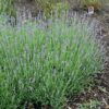 Munstead Lavender Photo 1