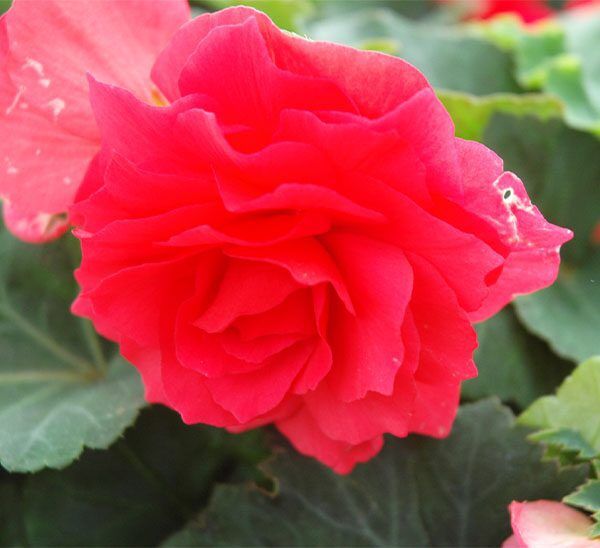 Tropical Begonia