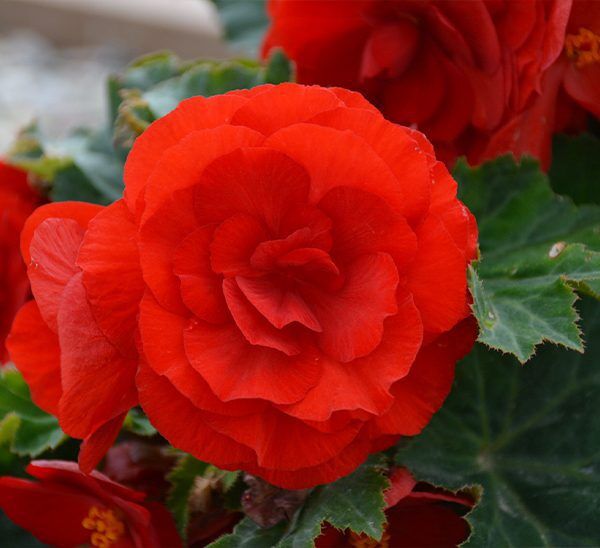 Tropical Begonia