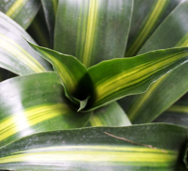 Hawaiian Sunshine Dracaena Photo 1