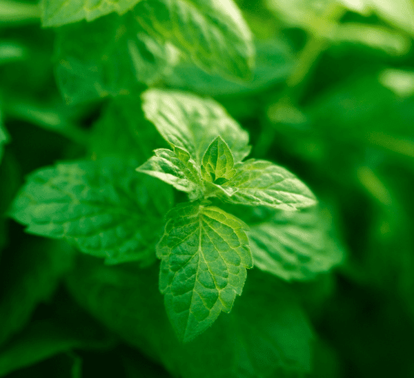 Mint Photo 1