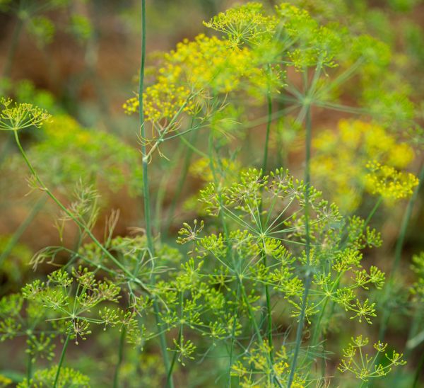 Dill Photo 1