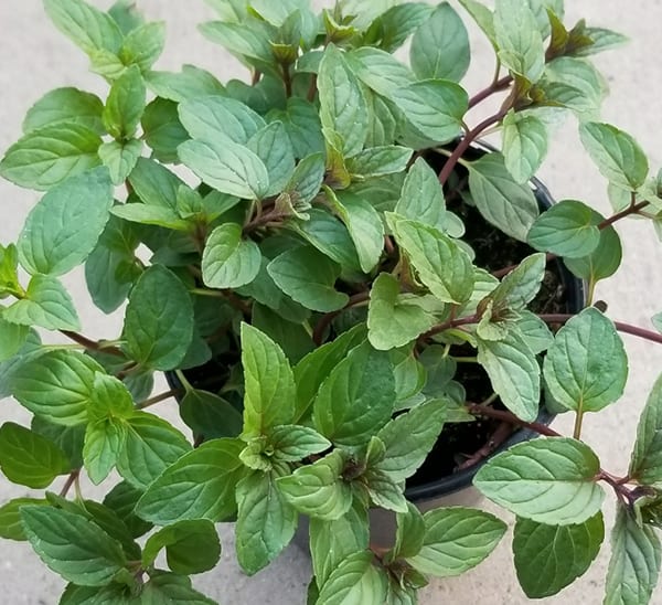 Peppermint Photo 1