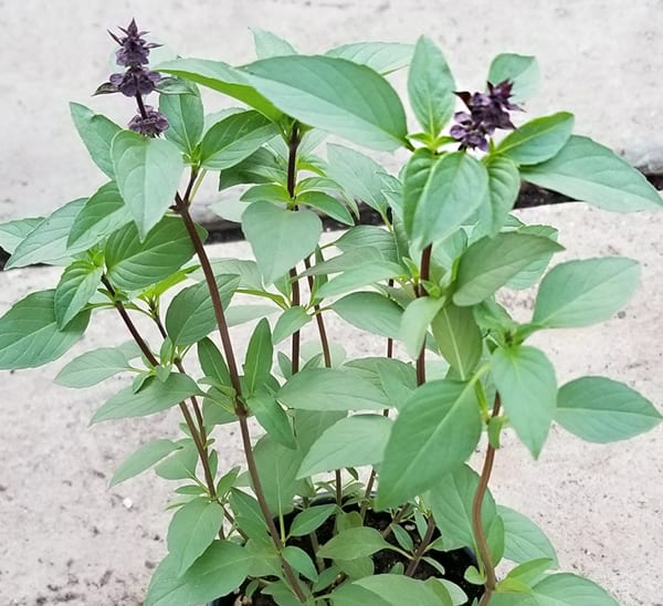 Thai Sweet Basil Photo 1