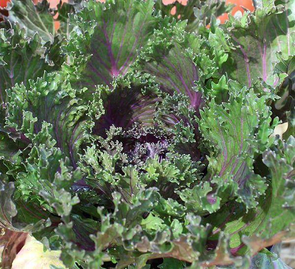 Ornamental Kale in fall colors