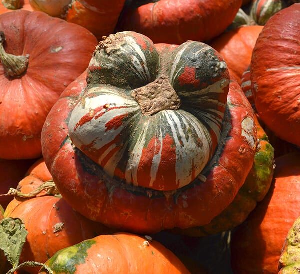 Turban Squash