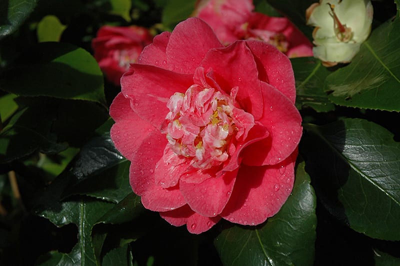 rl wheeler camellia