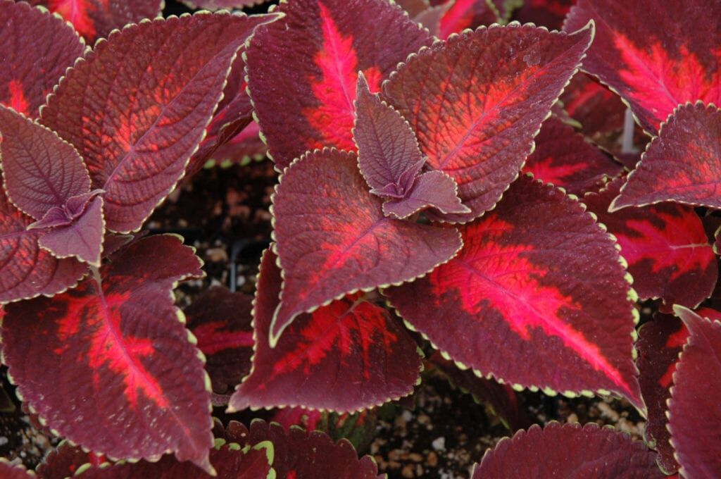 ColorBlaze Kingswood Torch Coleus