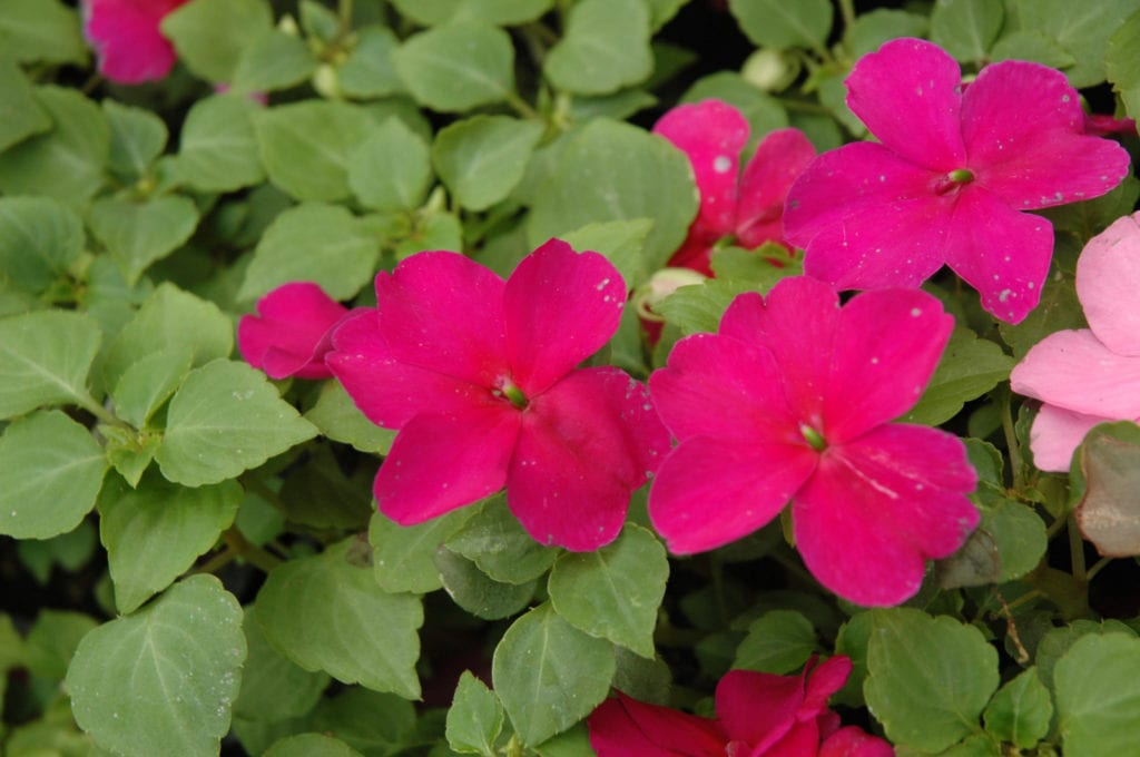 Super Elfin Violet Impatiens