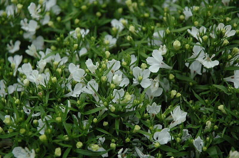 riviera white lobelia