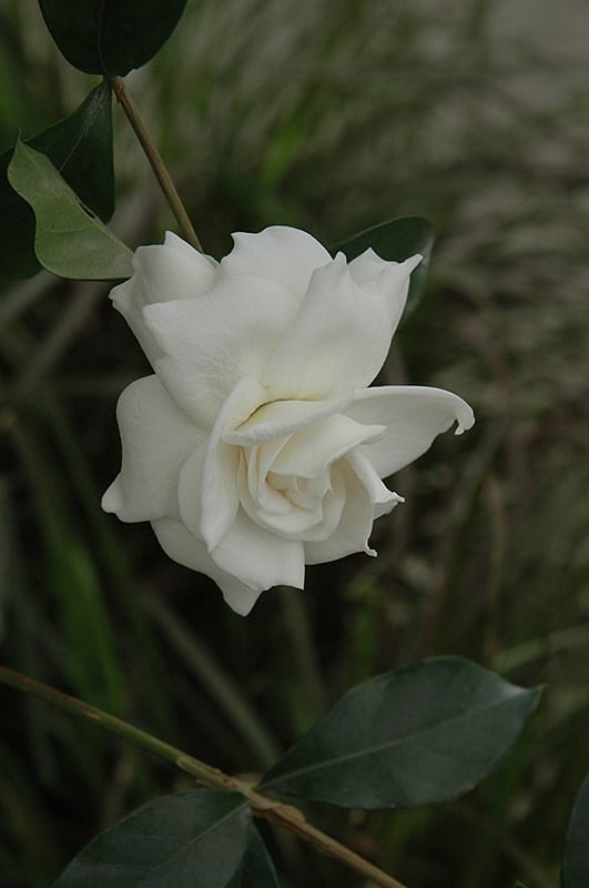 first love gardenia