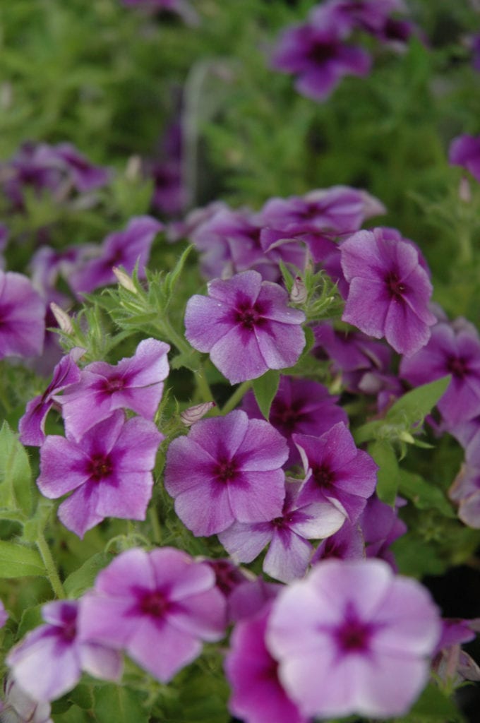 Intensia Blueberry Annual Phlox