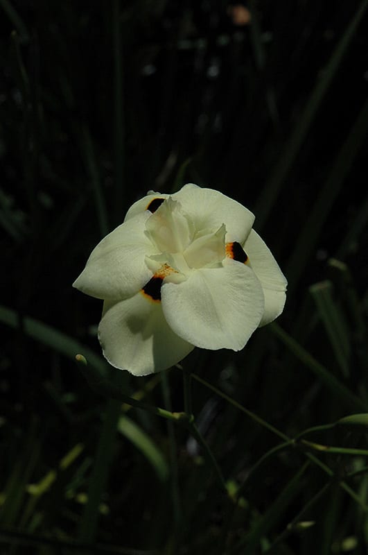 bicolor African iris