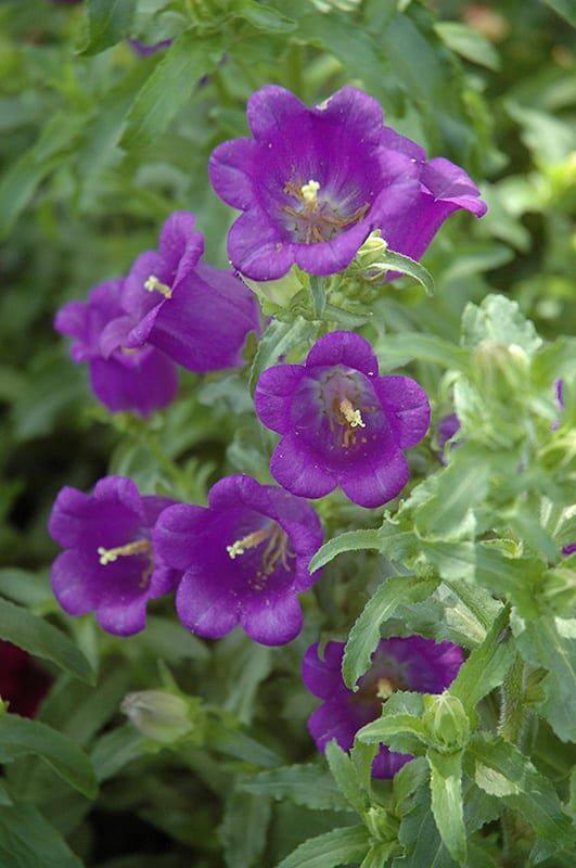 champion blue Canterbury bells