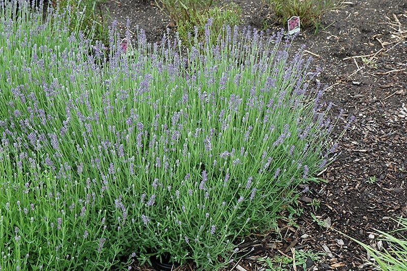 munstead lavender