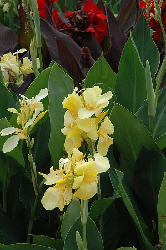 cannova yellow canna