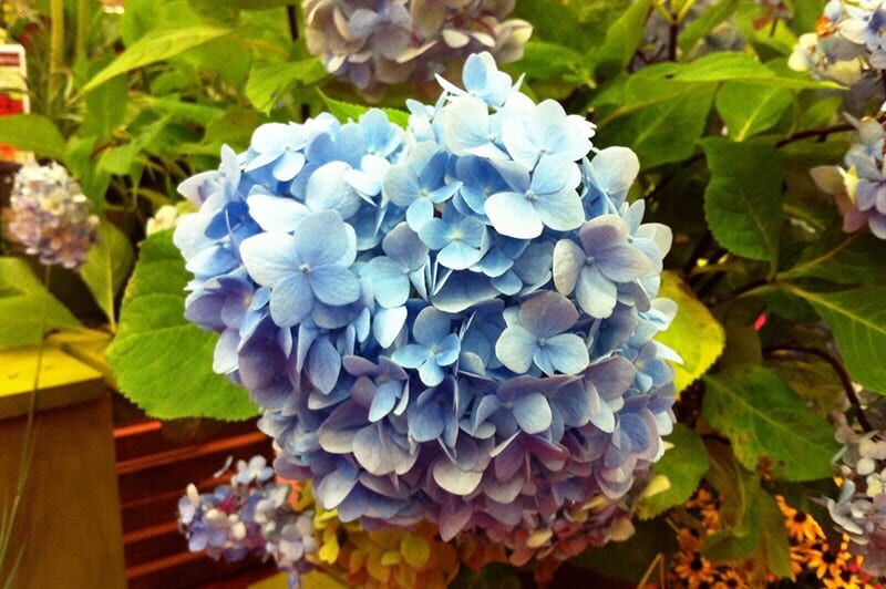 blue enchantress hydrangea