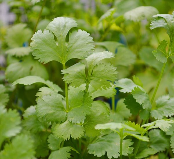 Salsa Fanatic Herb Kit - Cilantro