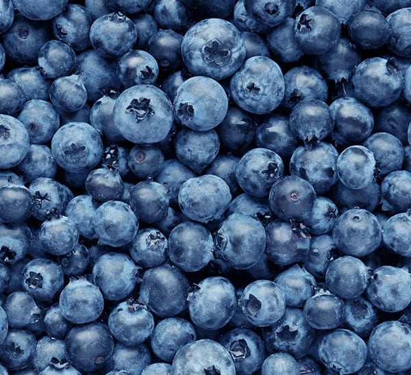 bountiful blue blueberries