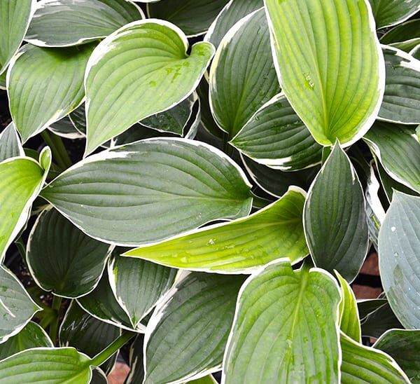 Hosta Plant