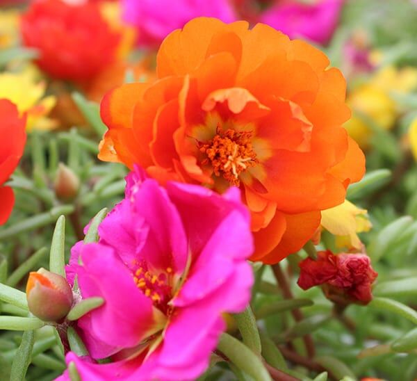 Moss Rose Flower Plant | Calloway's Nursery