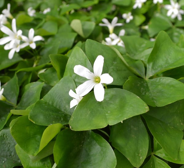 oxalis shamrock