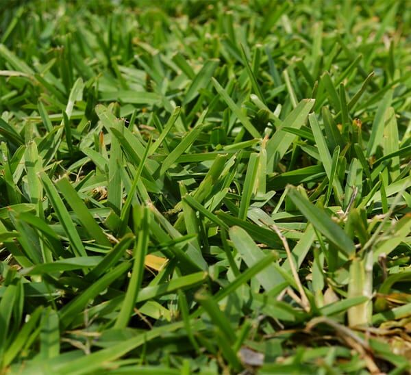 Palmetto® St. Augustine Grass Plugs | Calloway's Nursery