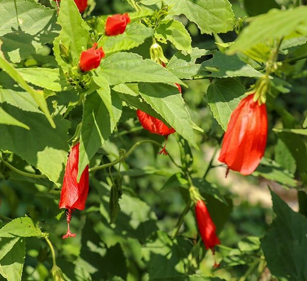 Close up of Texas Mallow plant with red blooms