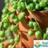 String Of Pearls Photo 1