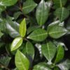 Asian Jasmine Photo 1