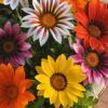 Gazania Photo 1