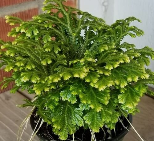 Selaginella Frosty Photo 1