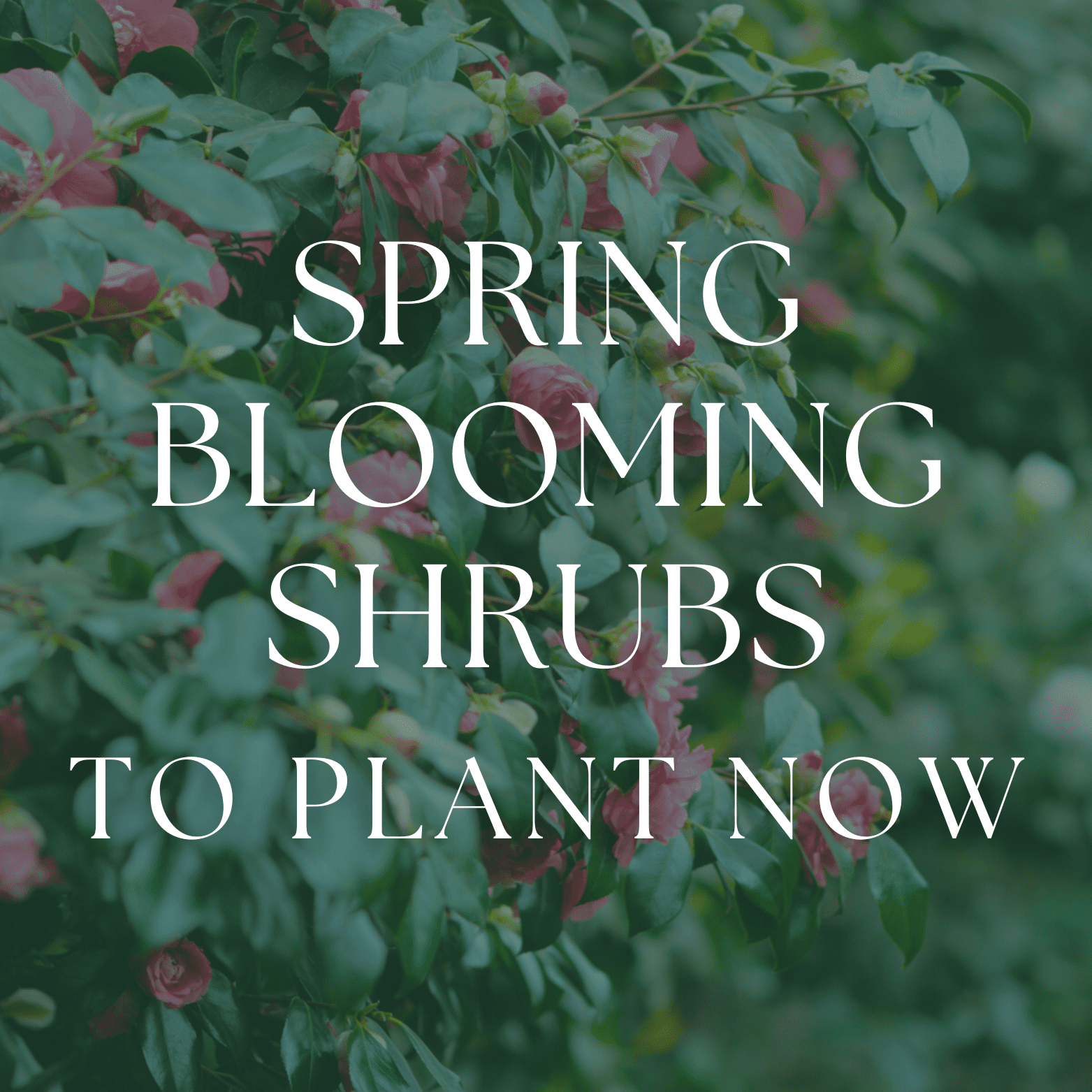 Spring Blooming Shrubs to Plant Now | Must-Have Spring Shrubs