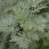 powis castle artemesia
