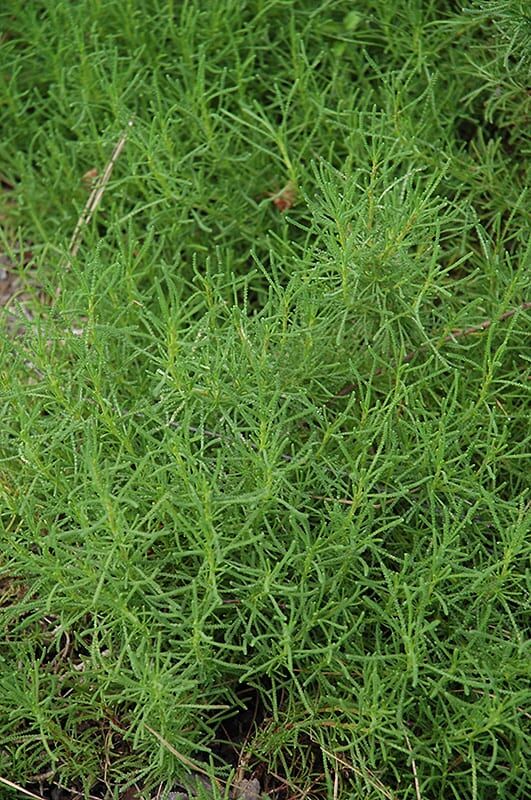 green santolina