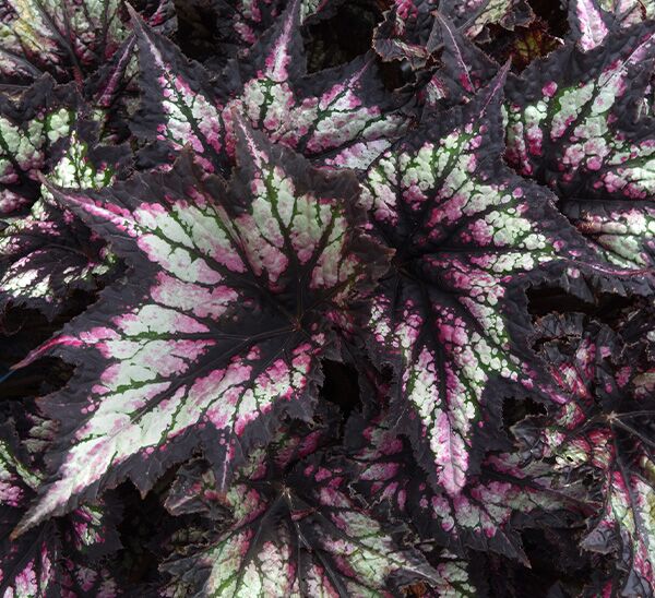Rex Begonia Photo 1