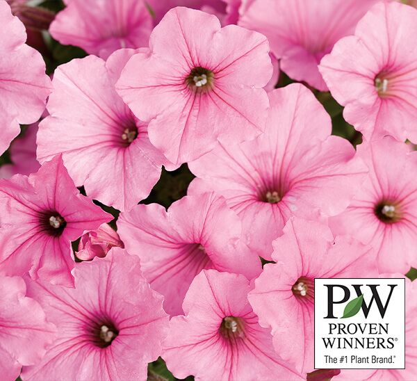 Link to Proven Winners® Annuals  product page