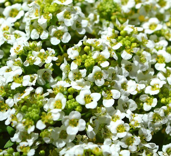 Alyssum