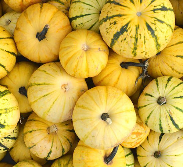 Millionaire Squash
