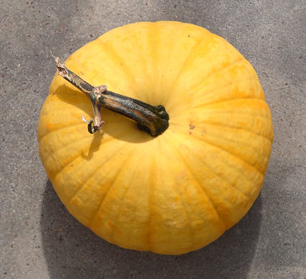 Millionaire Squash