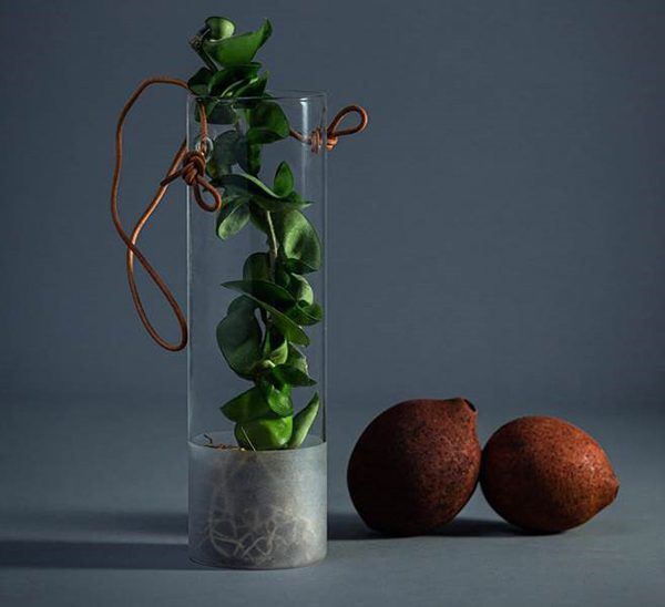 Hoya Rope